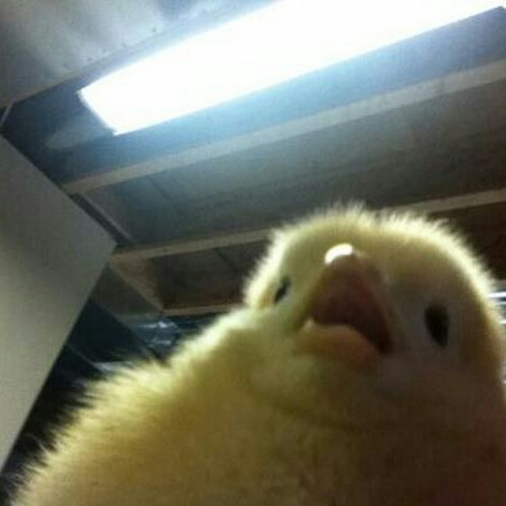 Meet your Posher, Tayori